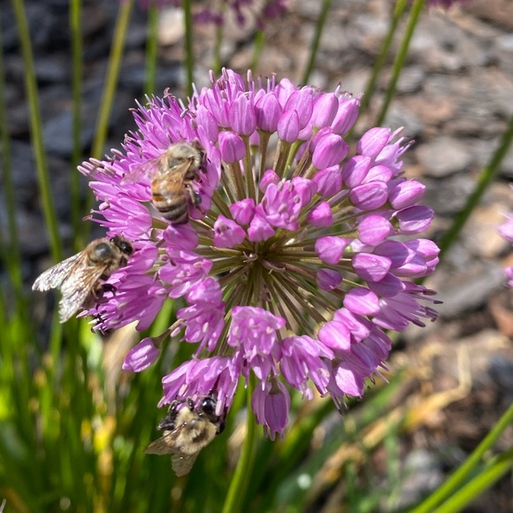 Meet your Posher, Brenda - Picture 1 of 1